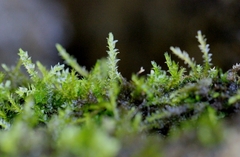 Fissidens zippelianus