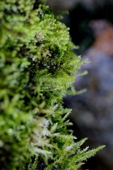 Fissidens zippelianus