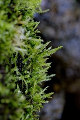 Fissidens zippelianus