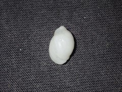 Galeropsis monodontus