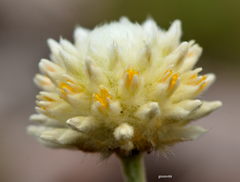 Pfaffia gnaphalioides