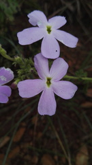 Jamesbrittenia grandiflora