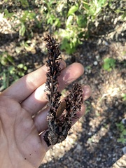 Aphyllon cooperi palmeri