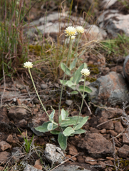 Pfaffia gnaphalioides