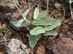 Pfaffia gnaphalioides
