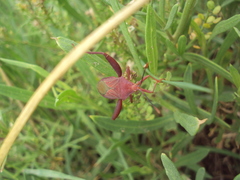 Athaumastus haematicus