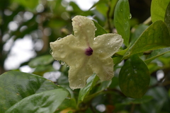 Brunfelsia americana