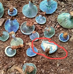 Hypomyces lateritius