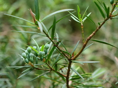 Podocarpus spinulosus