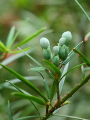 Podocarpus spinulosus