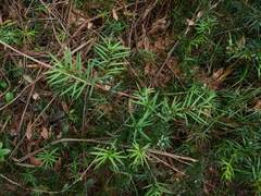 Podocarpus spinulosus
