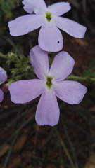 Jamesbrittenia grandiflora