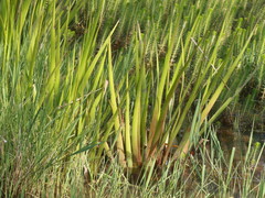 Philydrum lanuginosum