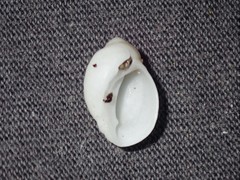 Galeropsis monodontus