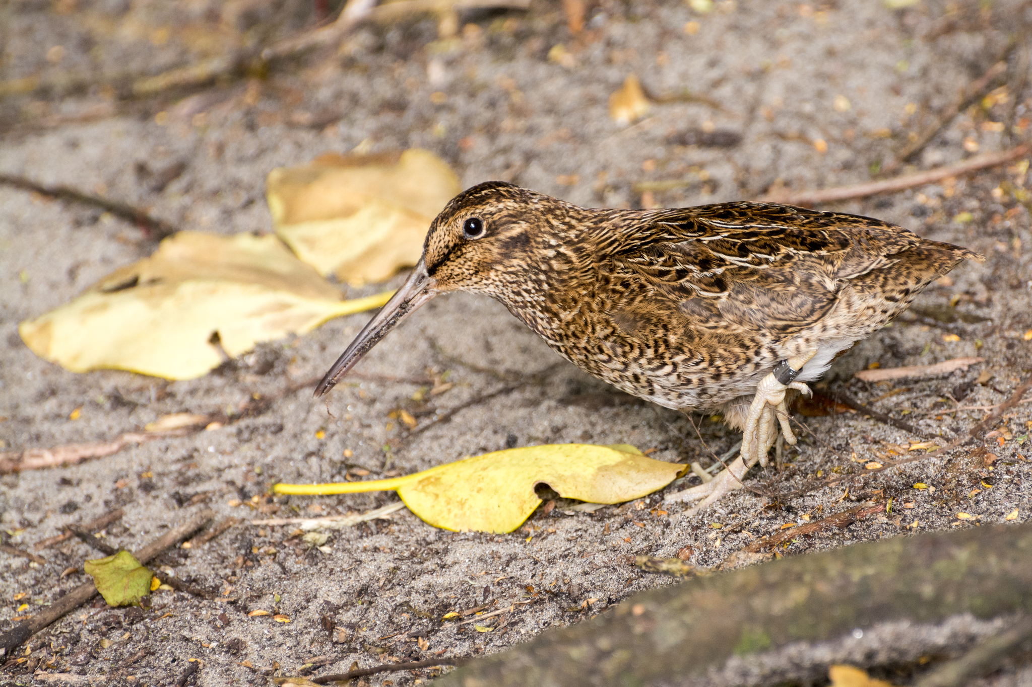 Snares Snipe (Coenocorypha huegeli)