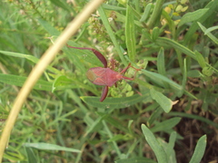 Athaumastus haematicus