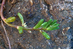 Hemichroa pentandra