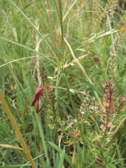 Athaumastus haematicus