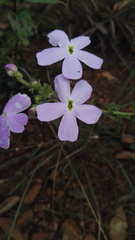 Jamesbrittenia grandiflora