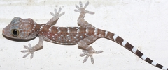 Gekko gecko