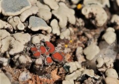 Erichansenia epithallina