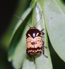 Cryptocephalus irroratus