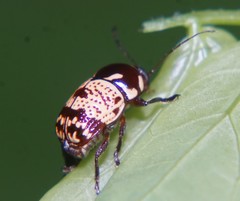 Cryptocephalus irroratus