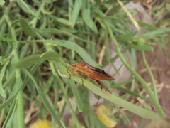 Athaumastus haematicus