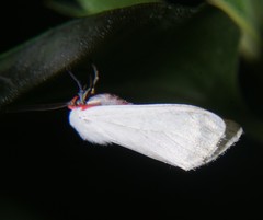 Pygarctia roseicapitis