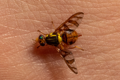 Bactrocera umbrosa