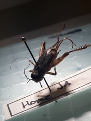 Gryllinae