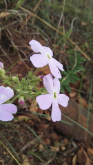 Jamesbrittenia grandiflora