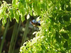 Lophornis delattrei image