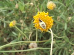 Athaumastus haematicus