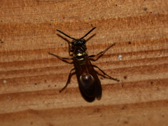 Polybia chrysothorax