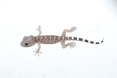 Gekko gecko