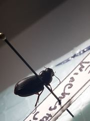 Carabidae