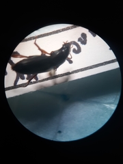 Carabidae