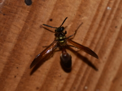 Polybia chrysothorax