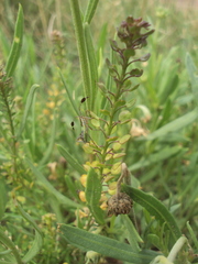 Athaumastus haematicus