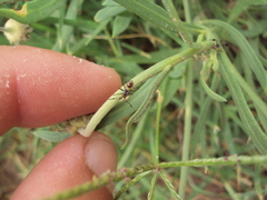 Athaumastus haematicus