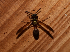 Polybia chrysothorax