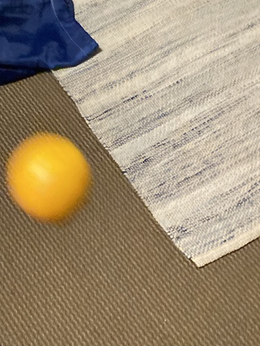 Citrus paradisi iNat (2)