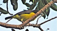 Ploceus bicolor bicolor