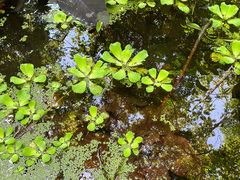 Pistia stratiotes image