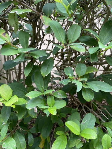 Viburnum odoratissimum image