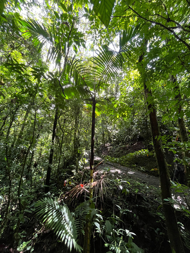 Prestoea decurrens, photograph 5
