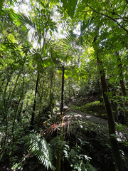 Prestoea decurrens, photograph (c) avocat, some rights reserved (CC BY)
