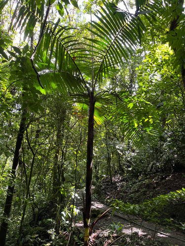 Prestoea decurrens, photograph 4