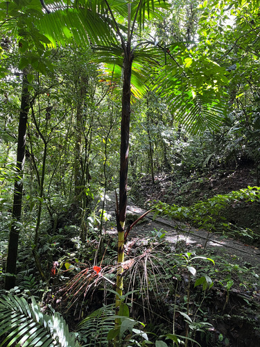 Prestoea decurrens, photograph 6